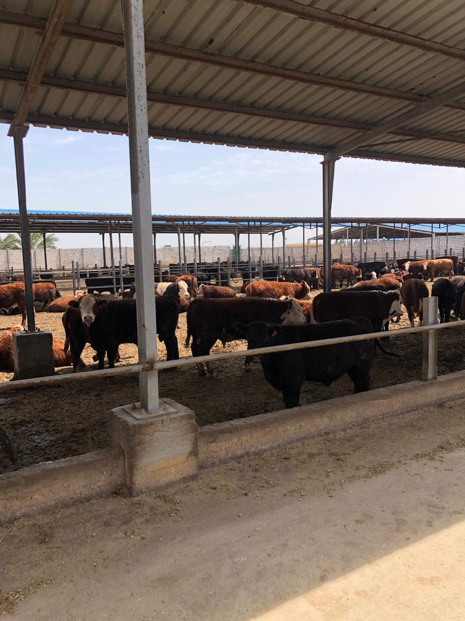 مشروع تربية البتلو في الإسكندرية 