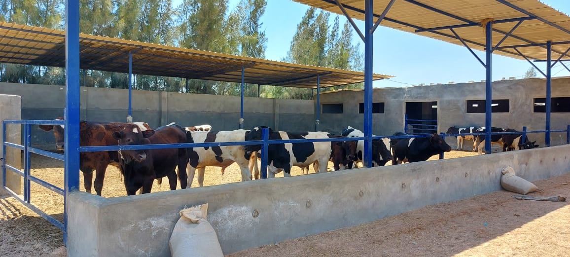 مشروع تربية البتلو في الإسكندرية 