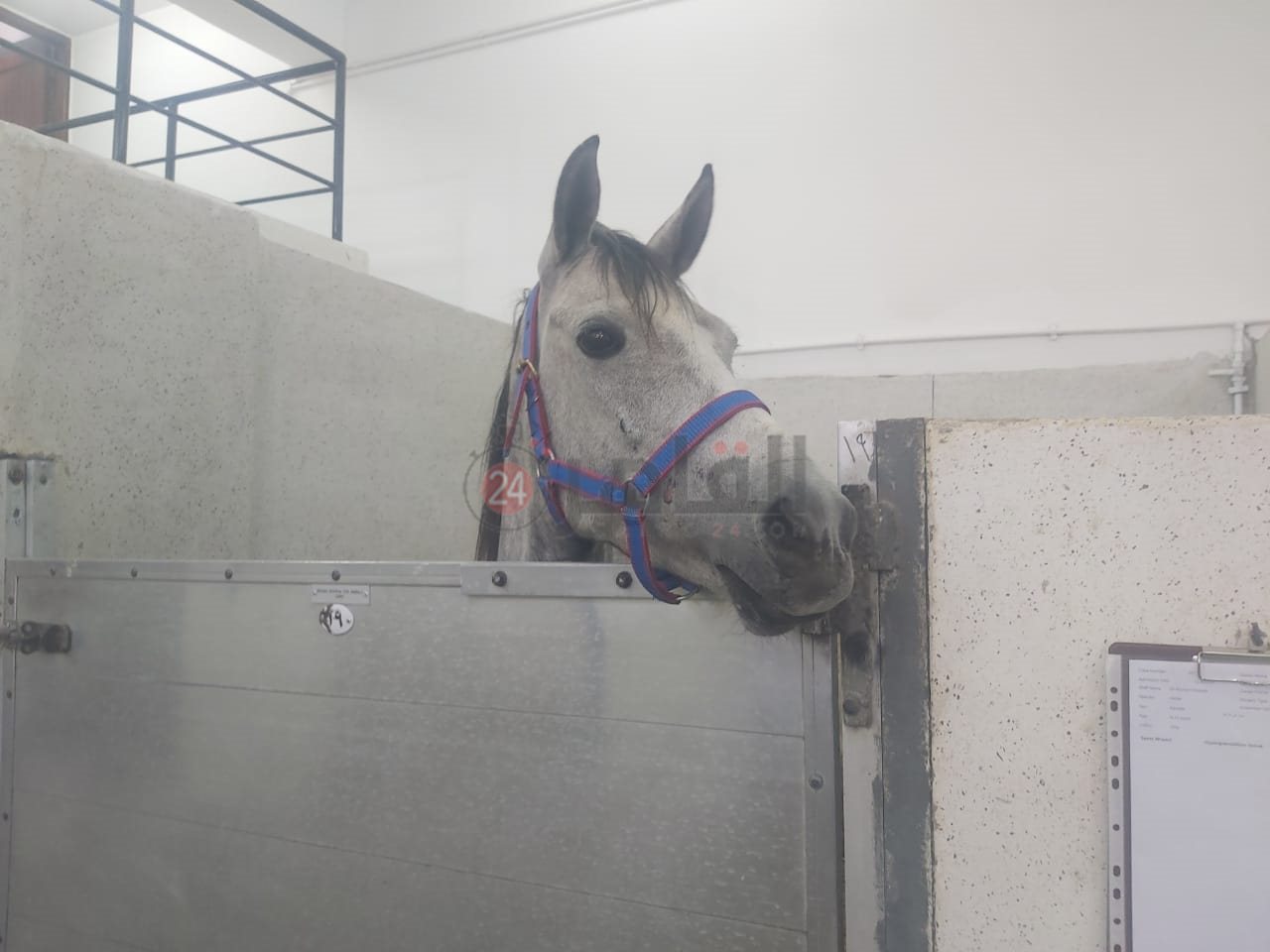  تفاصيل زيارة زوجة ولى العهد البريطاني لمستشفى بروك بالسيدة زينب (6)