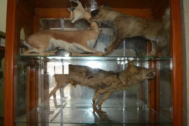 متحف علوم الحيوان بجامعة الأزهر بأسيوط 