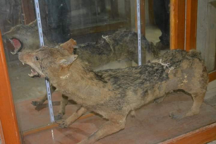 متحف علوم الحيوان بجامعة الأزهر بأسيوط 