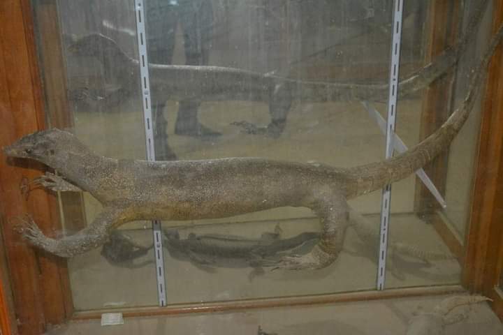 متحف علوم الحيوان بجامعة الأزهر بأسيوط 