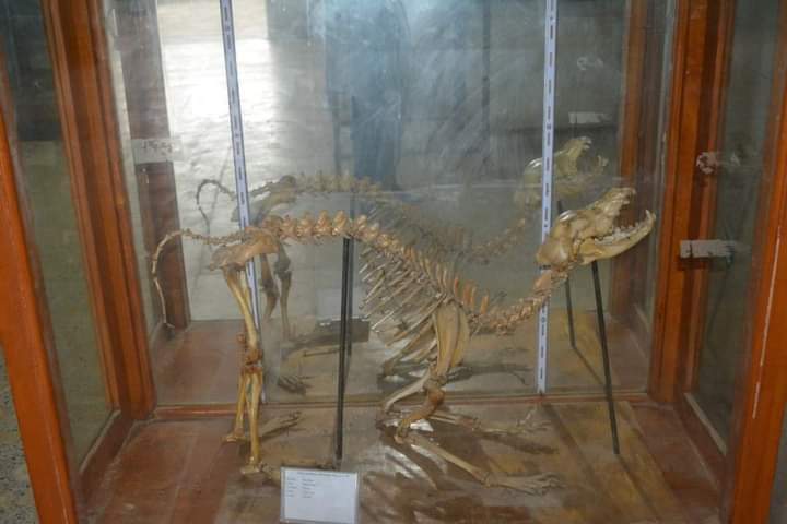 متحف علوم الحيوان بجامعة الأزهر بأسيوط 