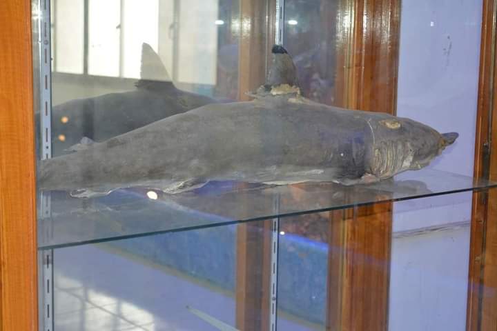 متحف علوم الحيوان بجامعة الأزهر بأسيوط 