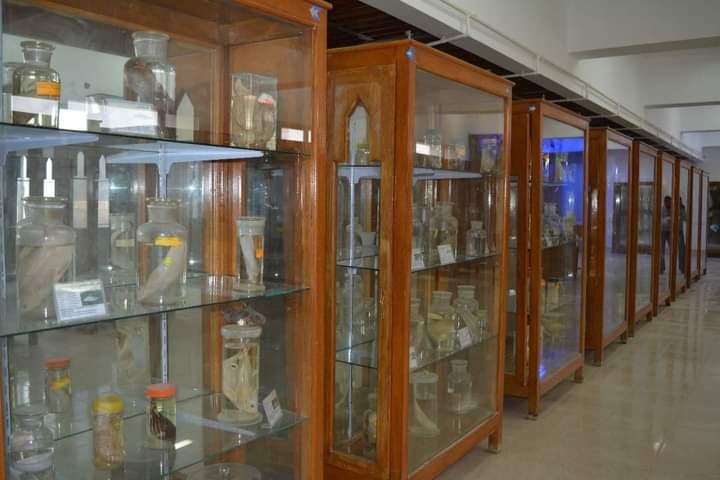 متحف علوم الحيوان بجامعة الأزهر بأسيوط 