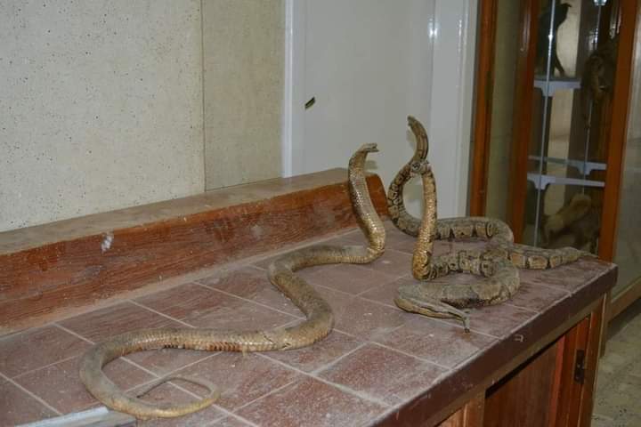 متحف علوم الحيوان بجامعة الأزهر بأسيوط 