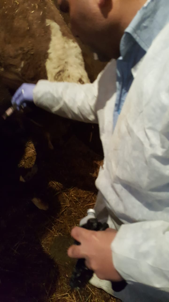 تطعيم الماشية من الحمى القلاعية بالإسكندرية 