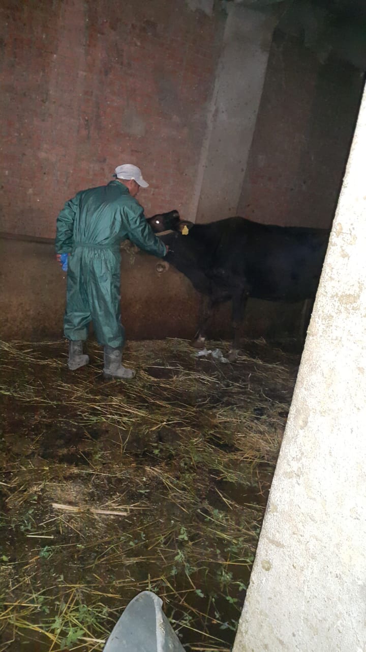 تطعيم الماشية من الحمى القلاعية بالإسكندرية 