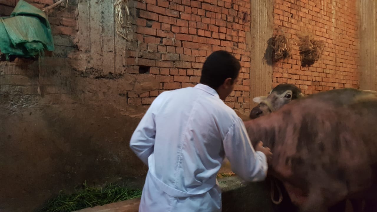 تطعيم الماشية من الحمى القلاعية بالإسكندرية 