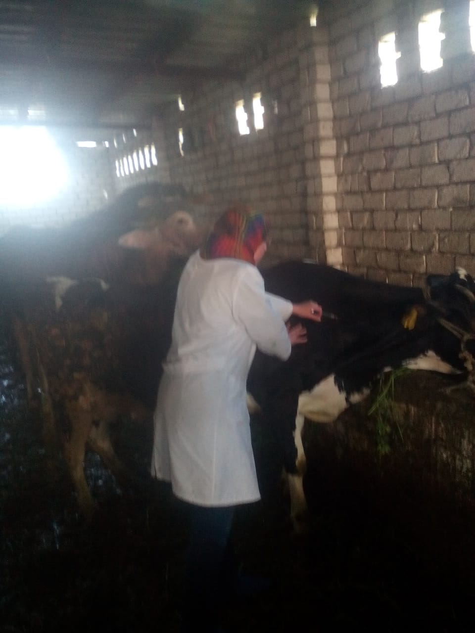 تطعيم الماشية من الحمى القلاعية بالإسكندرية 