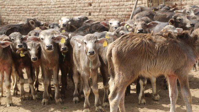 شروط قرض الثروة الحيوانية؟