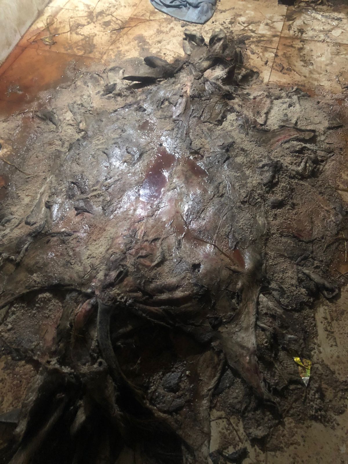 بقايا الحمير المذبوحة التي عثر عليها بالشرقية 01