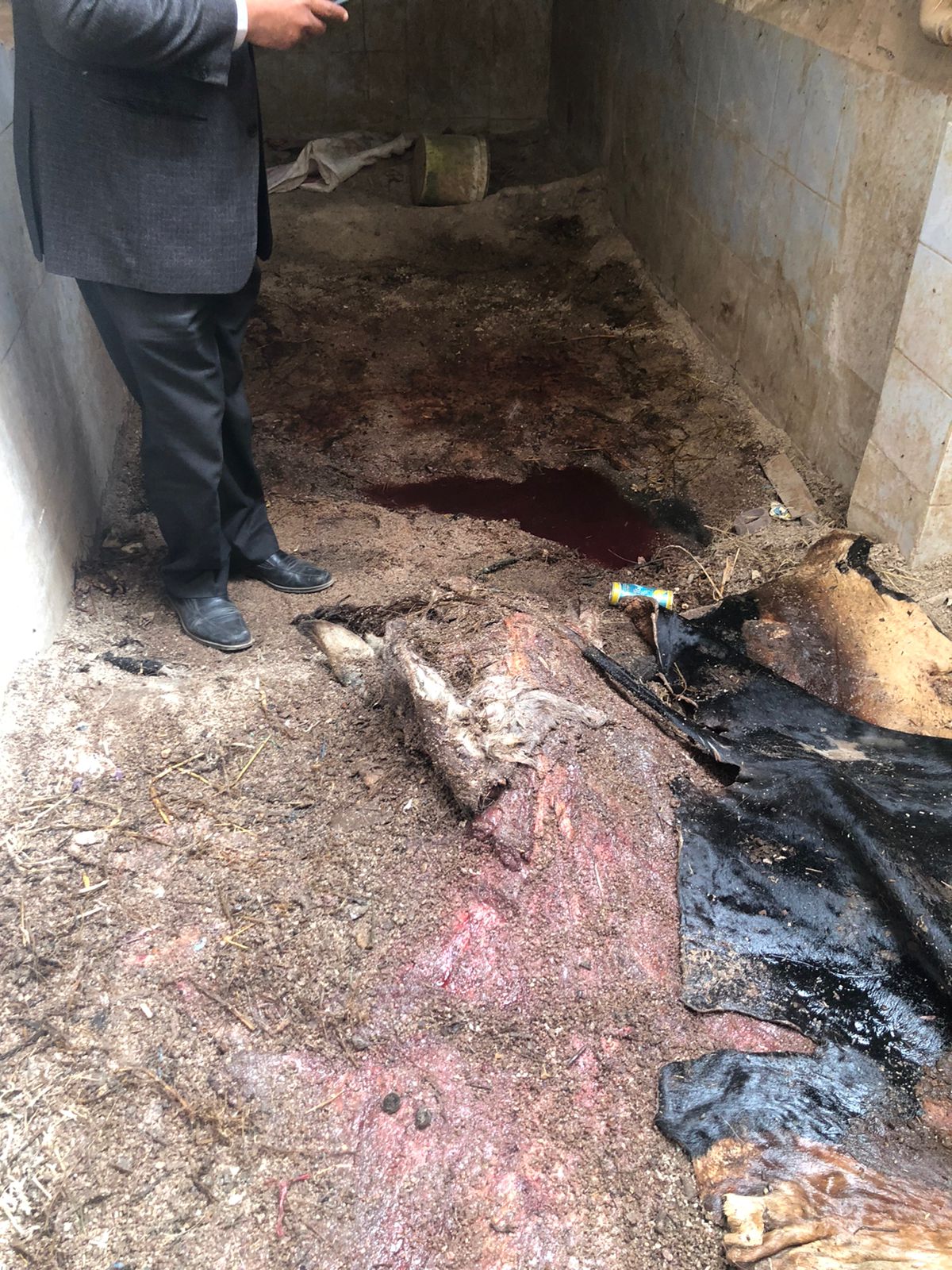 بقايا الحمير المذبوحة التي عثر عليها بالشرقية 02