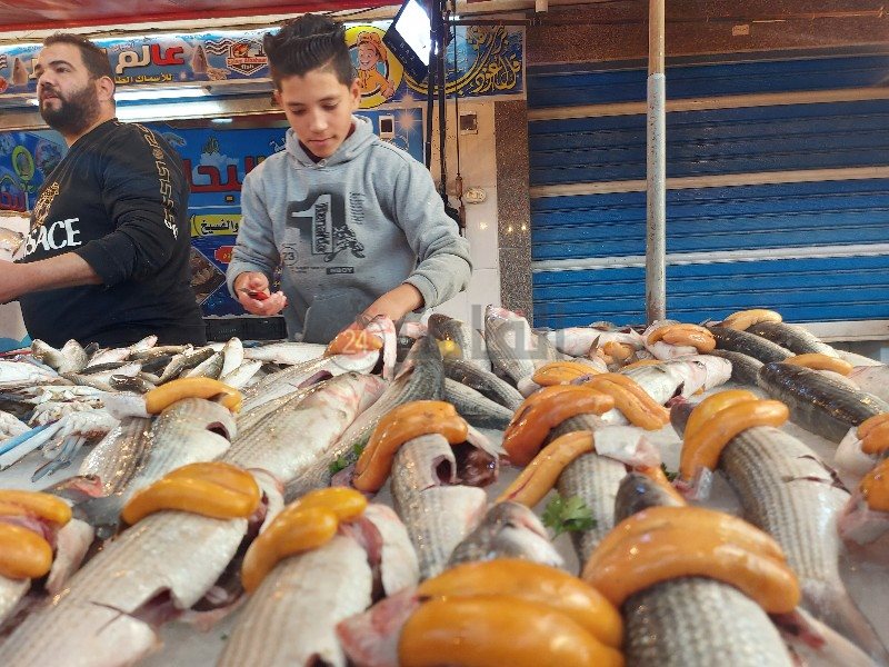 جراح الأسماك ببورسعيد 