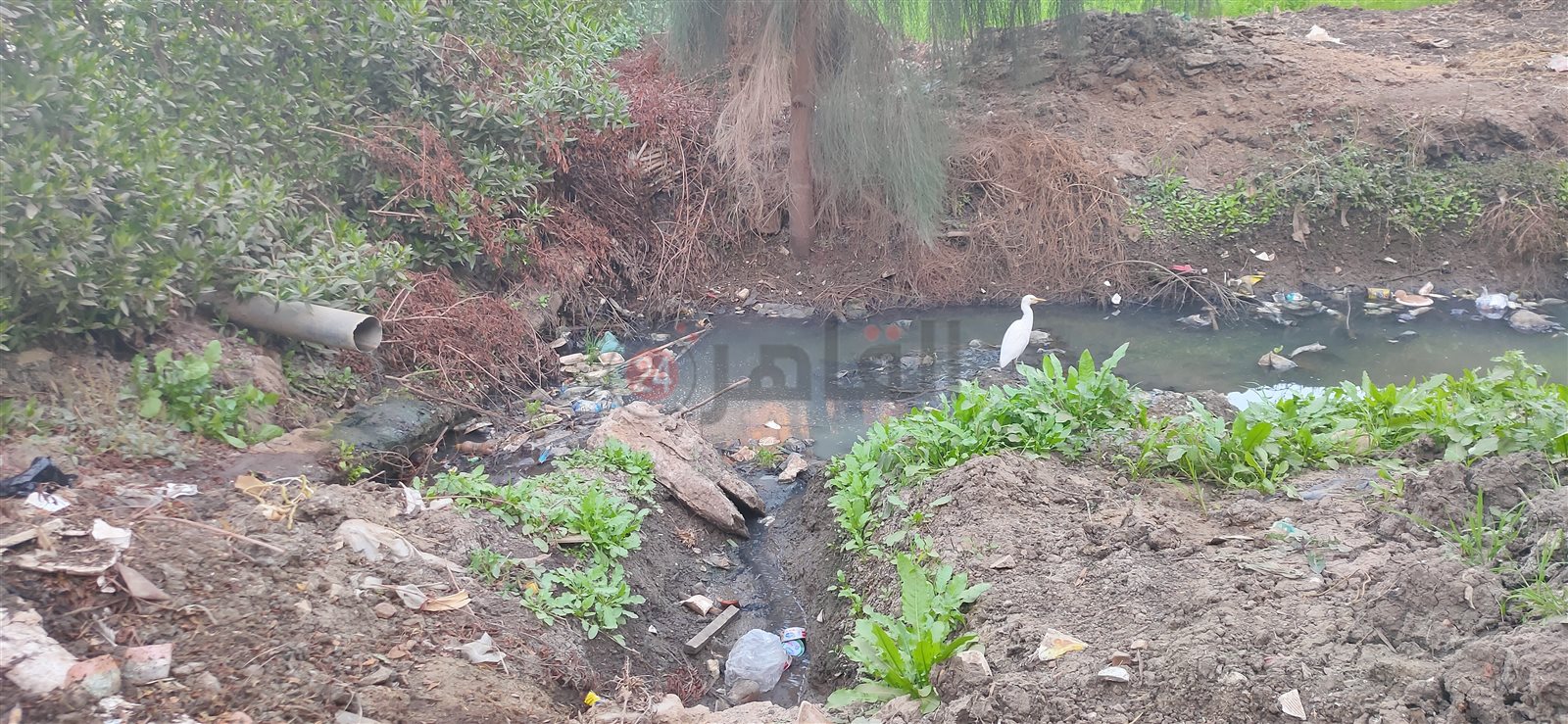 تحويل الصرف الصحي لمياه الترعة 06