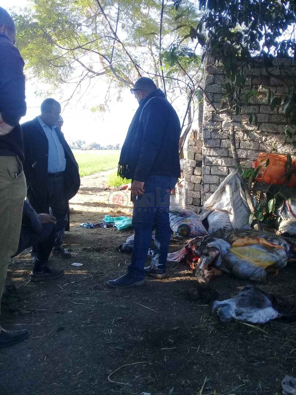 الحمير المعثور عليها في أرض زراعية بالشرقية 02