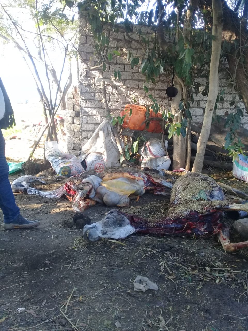 الحمير المعثور عليها في أرض زراعية بالشرقية 03