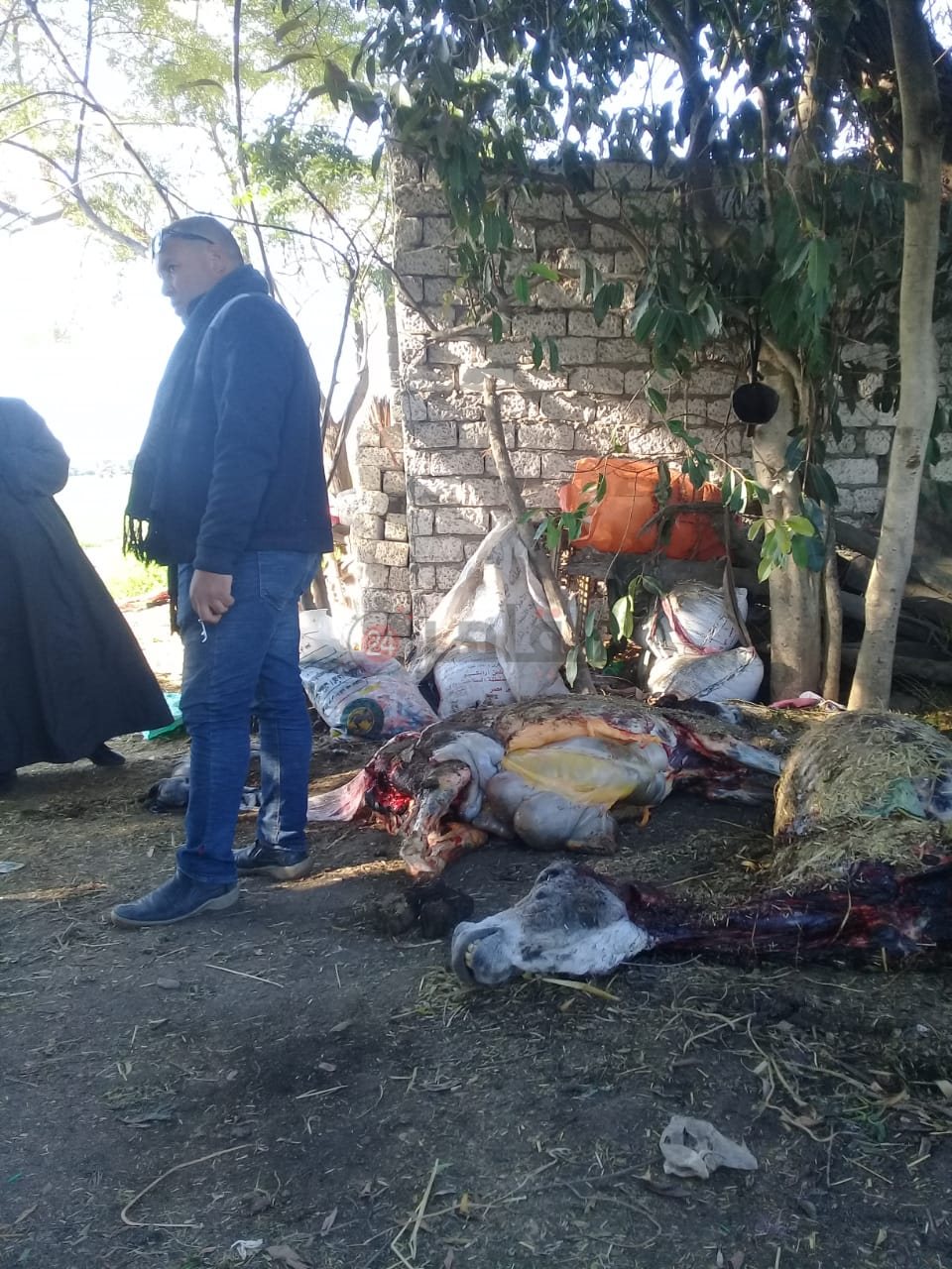 الحمير المعثور عليها في أرض زراعية بالشرقية 04