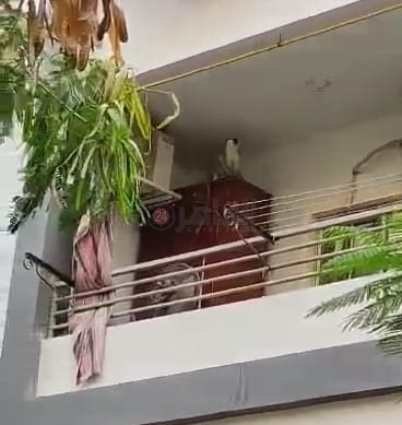 نسانيس تهاجم بلكونات منطقة الذهبية بـ الغردقة