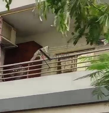 نسانيس تهاجم بلكونات منطقة الذهبية بـ الغردقة