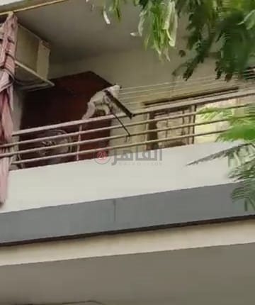 نسانيس تهاجم بلكونات منطقة الذهبية بـ الغردقة