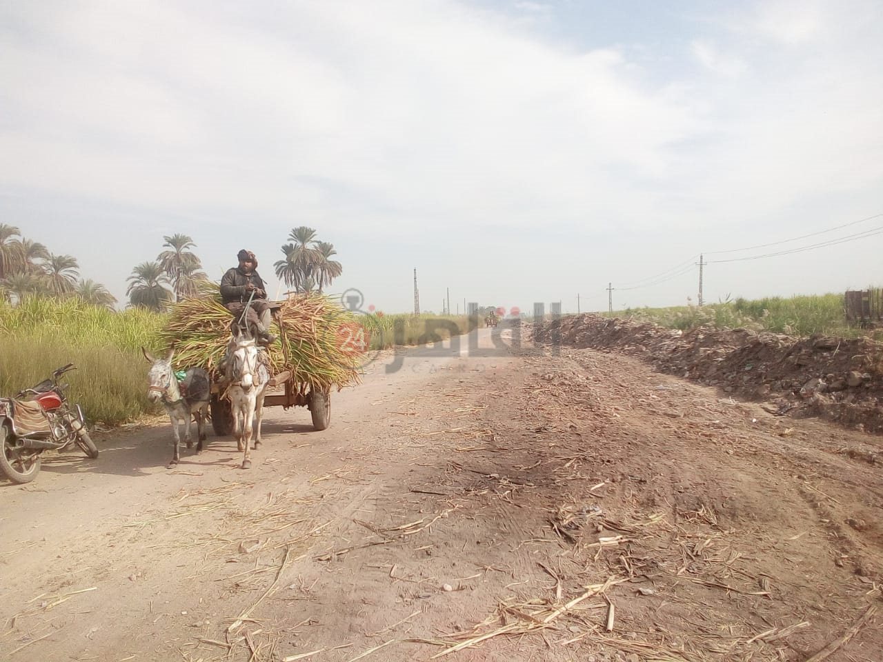 رفع الحيوانات النافقة بمنطقة قطار الديكوفيل بالأقصر