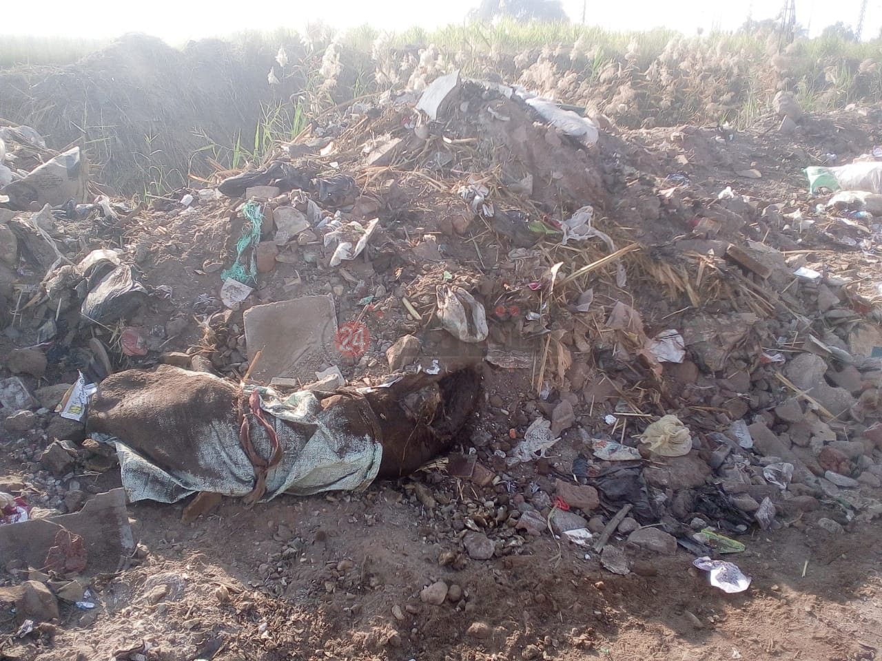 رفع الحيوانات النافقة بمنطقة قطار الديكوفيل بالأقصر