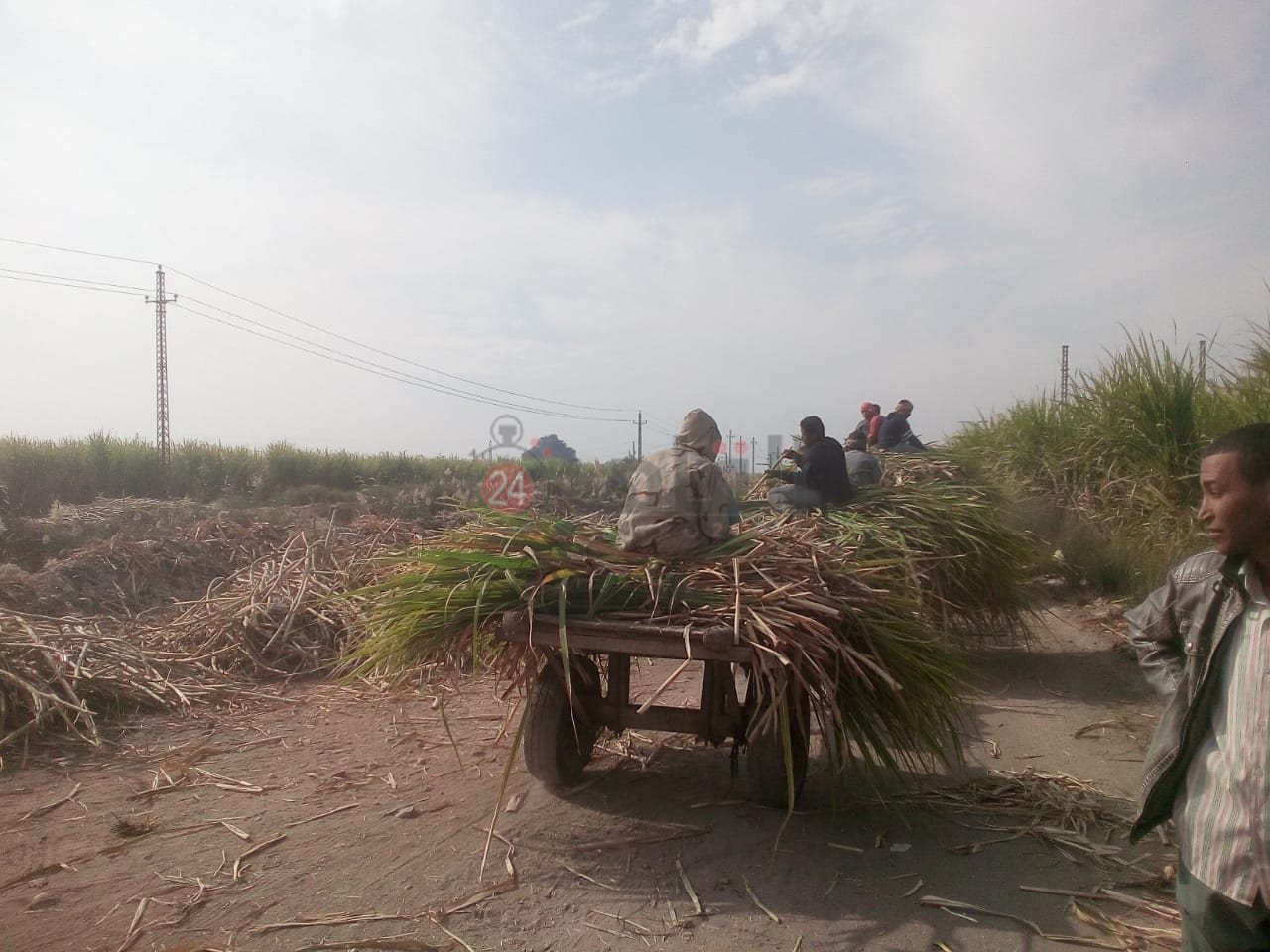 رفع الحيوانات النافقة بمنطقة قطار الديكوفيل بالأقصر