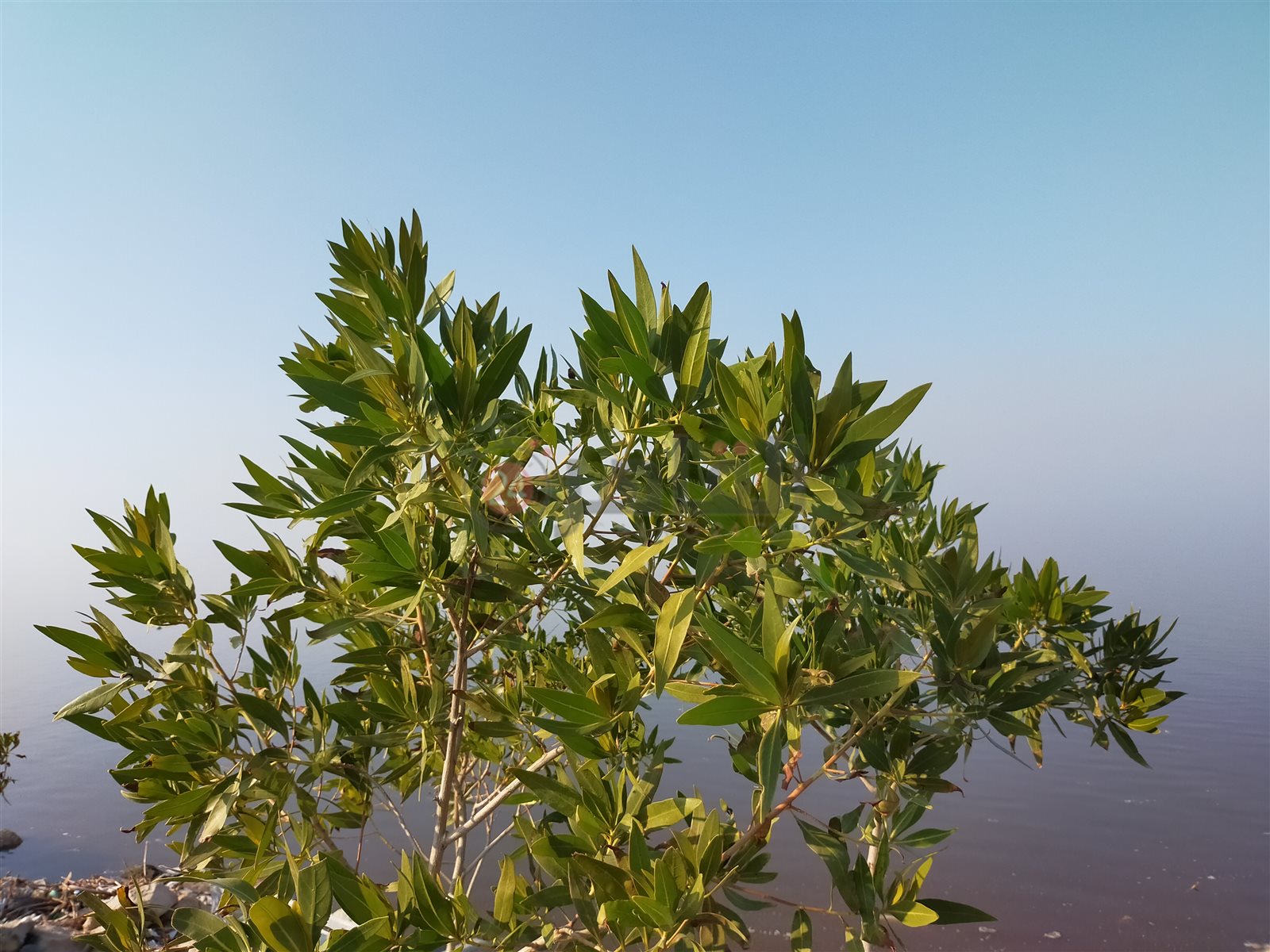 ضفاف بحيرة قارون