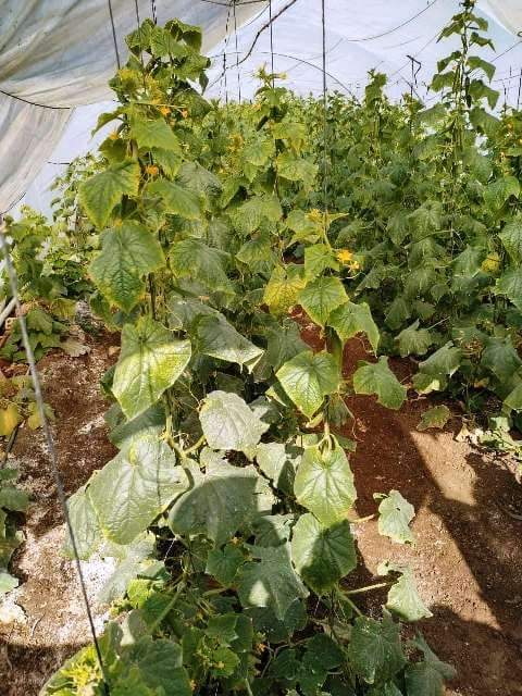 مدرسة حقلية للزراعة بالشرقية 1