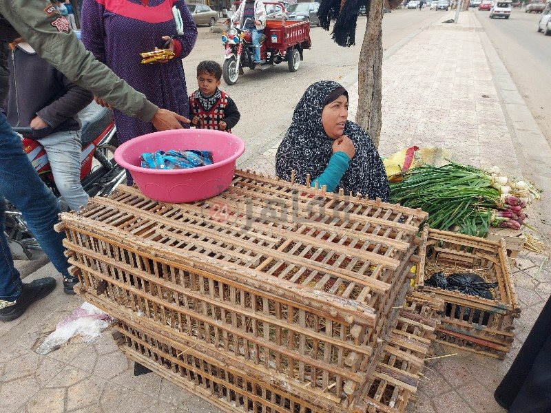 سيدة تبيع المنتجات الفلاحي تحت الأمطار ببورسعيد 1