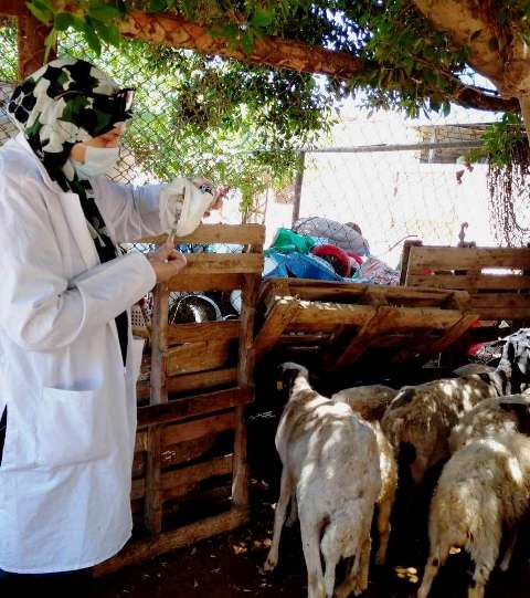 حملات لتحصين الماشية بالشرقية 03