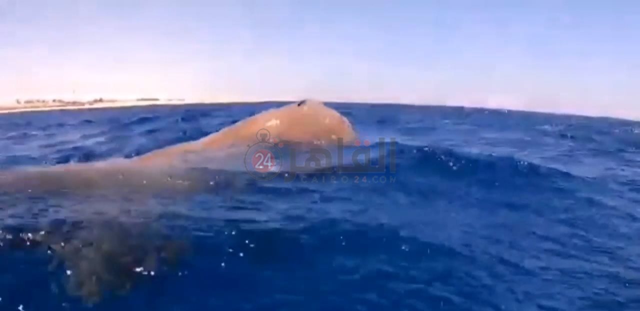 IMG_٢٠٢٢٠٢٠٨_٠٩٤٠٥٣١٢