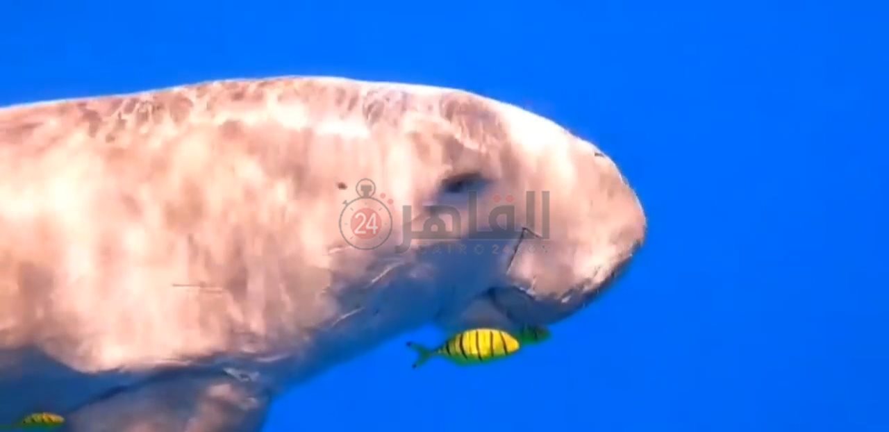 IMG_٢٠٢٢٠٢٠٨_٠٩٤١٠٠٨٤