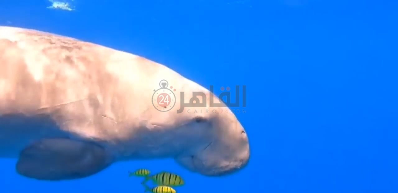 IMG_٢٠٢٢٠٢٠٨_٠٩٤٠٥٥٨٩