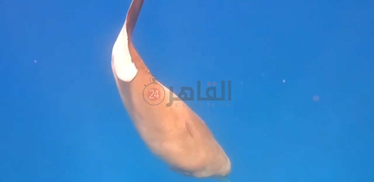 IMG_٢٠٢٢٠٢٠٨_٠٩٤١٢٩٢٩