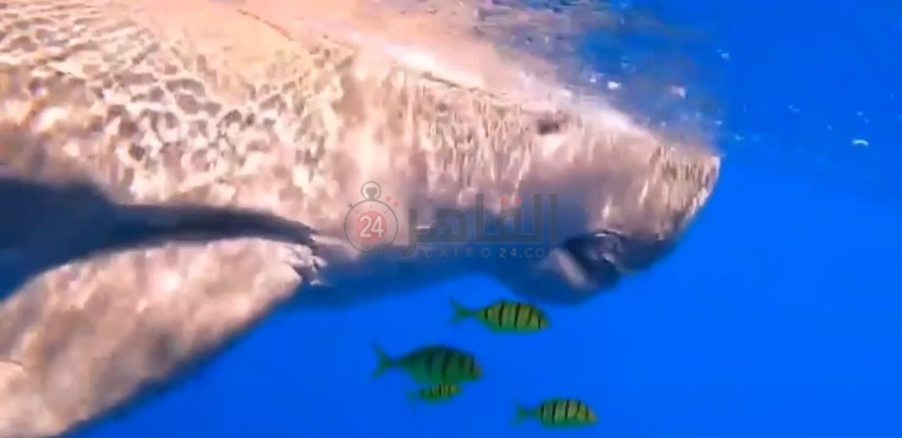 IMG_٢٠٢٢٠٢٠٨_٠٩٤١٢٢٣٩