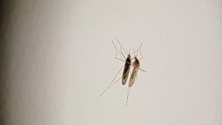 فوتوسيشن الناموسة 