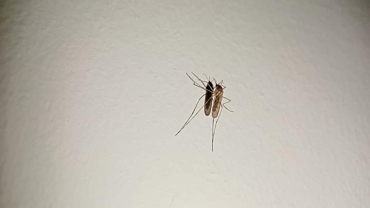 فوتوسيشن الناموسة 