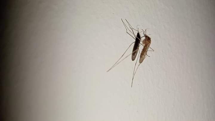 فوتوسيشن الناموسة 