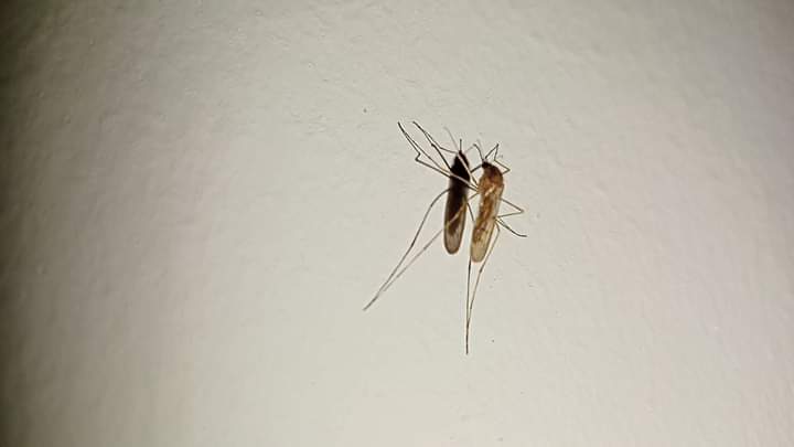 فوتوسيشن الناموسة 