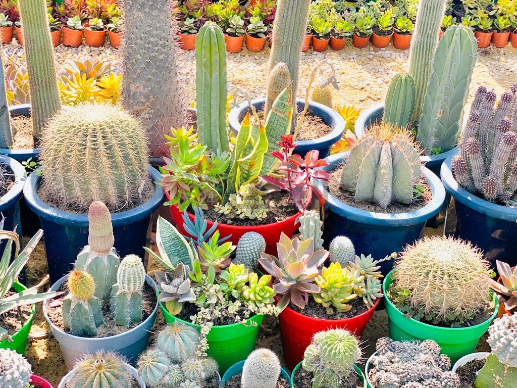 حديقة الأورمان (3)