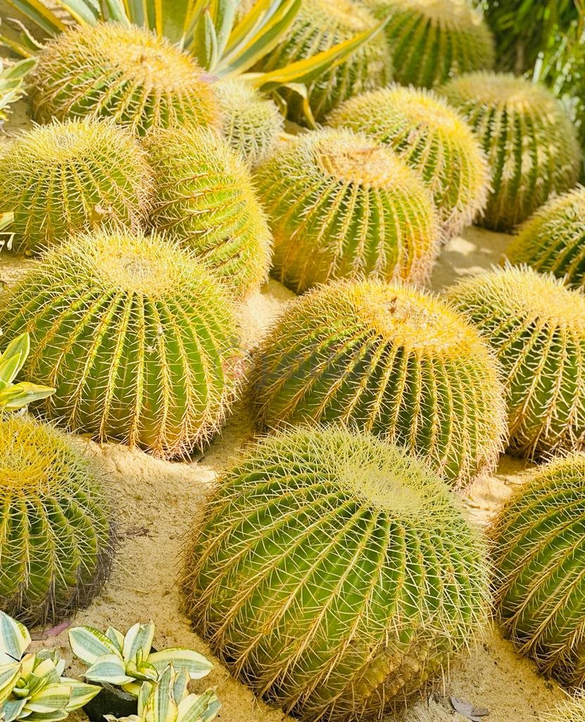 حديقة الأورمان (7)