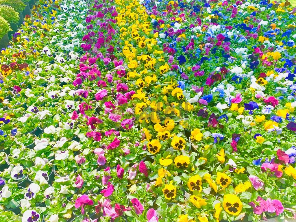 حديقة الأورمان (10)