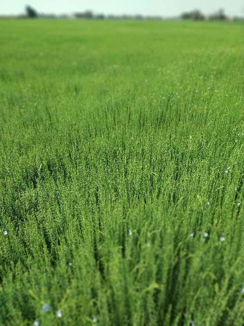 محصول الكتان بالشرقية