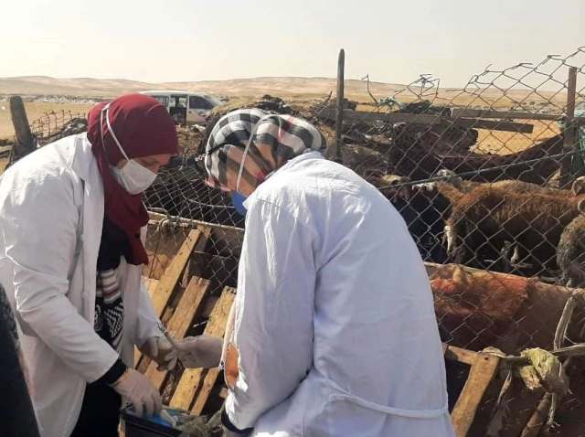 تحصين وترقيم المواشي بالشرقية 01