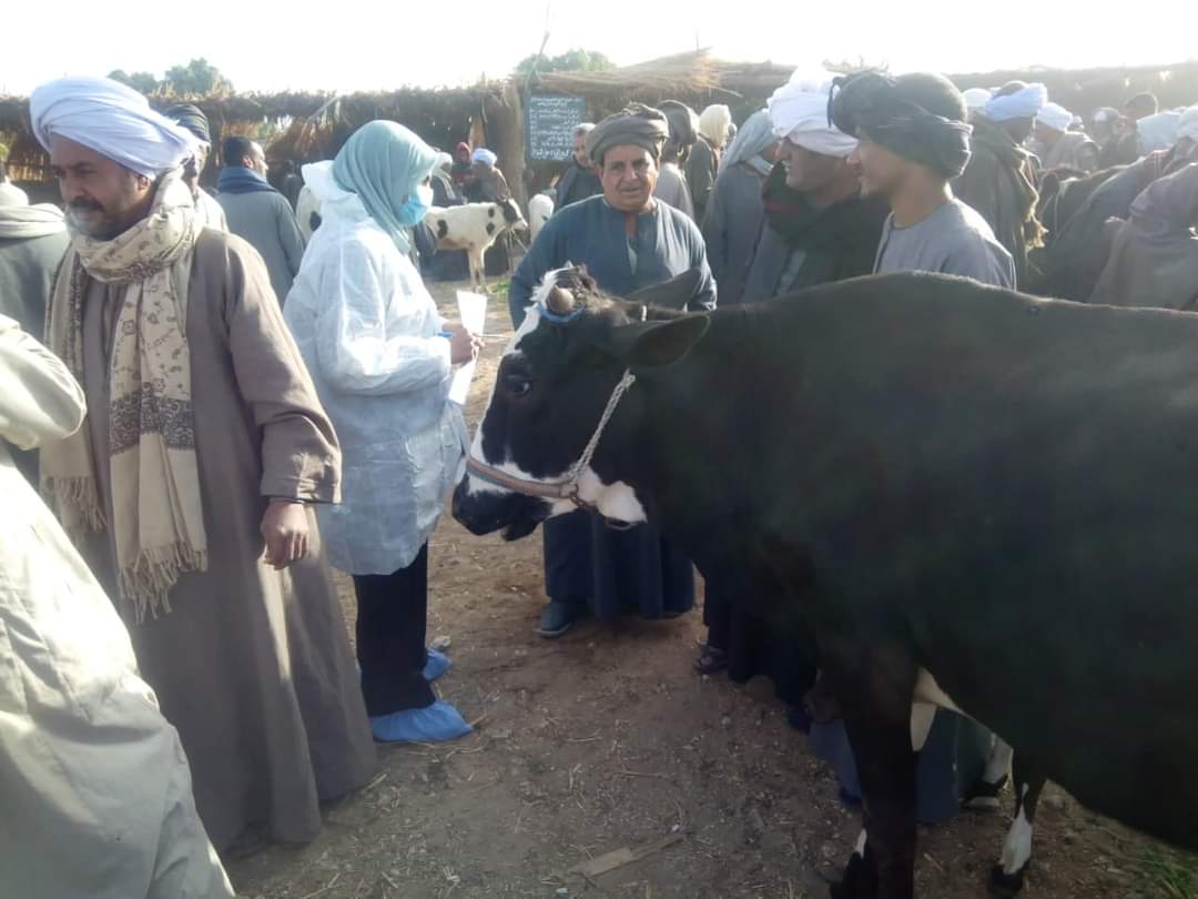 حملات الطب البيطري في الأقصر 