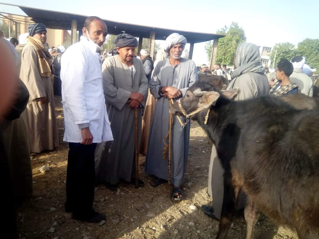 حملات الطب البيطري في الأقصر 