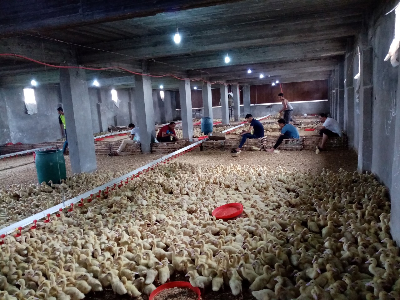 تحصين الماشية ضد الحمي القلاعية بالاسكندرية (4)