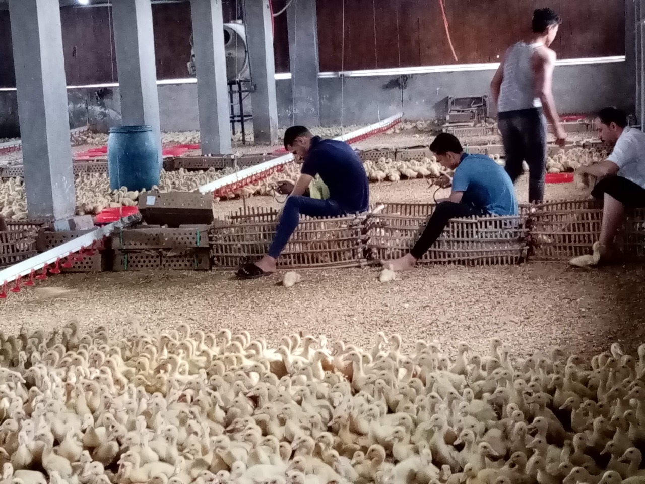 تحصين الماشية ضد الحمي القلاعية بالاسكندرية (3)